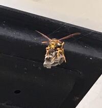 玄関の街灯に 蜂が一匹と蜂の巣 作ってる最中 がいるのですが どう Yahoo 知恵袋