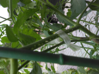 画像が見にくいと思うんですが最近トマトの茎に白いぶつぶつが沢山できてます 画像 Yahoo 知恵袋