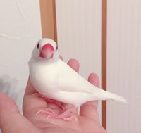 文鳥が可愛すぎて辛い 毎日毎日どうしてそんなに可愛いのと話しかけてし Yahoo 知恵袋