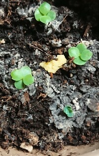 子宝草の鉢に黄色い物がありました ダイソーの観葉植物用の土で子宝草を Yahoo 知恵袋