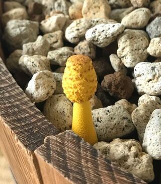 観葉植物の鉢からキノコがか生えた 昨日までなかったのですが 起きたらこん Yahoo 知恵袋