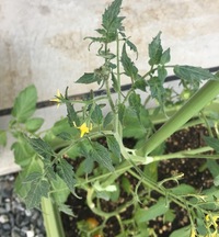 すいかの肥料切れやつるぼけ等の成長具合を外見で判断できますか 私は Yahoo 知恵袋