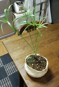 月桃は他の植物を枯らすのでしょうか 一緒に育てていた植物がことご Yahoo 知恵袋