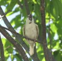 白い鳥が飛んでいるのを見かけました セキセインコかと思ったのですが嘴が違うよう Yahoo 知恵袋