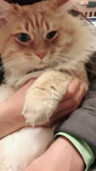 うちの猫ってトリプルコート何ですか？ - それとまダブルですか？わか 