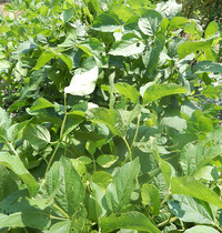 枝豆を栽培しようと 家庭菜園に茶豆の種を 5月初旬に撒きました 大き Yahoo 知恵袋