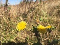 このたんぽぽに似た花はなんという植物でしょうか 秋頃に道端で咲 Yahoo 知恵袋