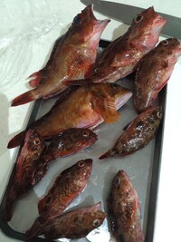 魚肉ソーセージを餌に根魚を釣る場合どれぐらいのサイズにすればいいですか Yahoo 知恵袋