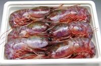 ボタンエビ食べられますか うち大っ嫌い 食べれます た Yahoo 知恵袋