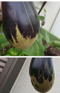 茄子を栽培していますが 実が小さいうちから 下の方が茶色っぽく 大き Yahoo 知恵袋