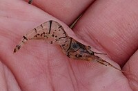 川にいるエビの種類について 近所の川で採れたエビですがザリガニの小さいのとは見 Yahoo 知恵袋