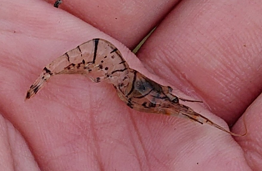 川にいるエビの種類について 近所の川で採れたエビですがザリガニの小さいのとは見 Yahoo 知恵袋