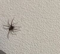 部屋にクモが居て逃げられました 歳主婦です 私は虫が苦手で 先 Yahoo 知恵袋