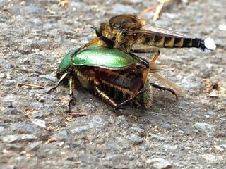 コガネムシにくっついてる虫はなんて言う虫ですか そしてこれはなにをして Yahoo 知恵袋