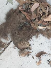 腐乱死体とミイラ化した死体の違いはなんですか ミイラ化した死体は腐らな Yahoo 知恵袋