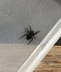 蜘蛛クモ ですが 黒い体に背中に白い斑点がチョコンとある蜘蛛って Yahoo 知恵袋