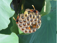 蜂の巣ハチノスピーマンの種等々 同じ形の物が規則的に並んでいる Yahoo 知恵袋