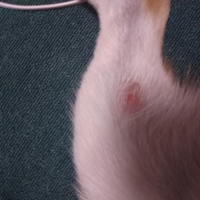 犬のお腹に赤い点ができました ミニチュアダックスフンドのオス Yahoo 知恵袋