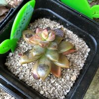 遮光ネットをしていたのですが 連日の日差しで多肉植物が焼けてしまった Yahoo 知恵袋