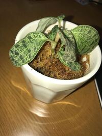 ジュエルオーキッドを初めて購入しました 植え替えをする時に 水苔が良 Yahoo 知恵袋