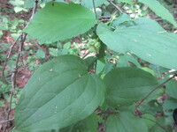 この植物の名前を教えて下さい 葉はサルトリイバラのような感じですが花か実が違う Yahoo 知恵袋