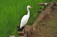 荒川の方でくちばしの赤い鳥を見ました 身体は黒と白みがかってた気が Yahoo 知恵袋