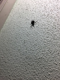 玄関ポーチの床や壁に黒い小さな点 2ミリから4ミリくらい が付 Yahoo 知恵袋