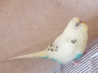 飼っているセキセイインコが全身を膨らませ目を閉じて呼吸が荒いんですけどなんかの Yahoo 知恵袋