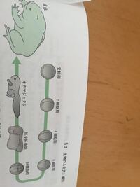 中学3年生理科 胚と発生の違いを教えてください 参考書を使って調べたの Yahoo 知恵袋