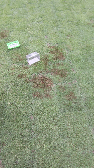 5月に芝生貼りをしましたが最近斑模様がでて来ました これは病気でしょうか それ Yahoo 知恵袋