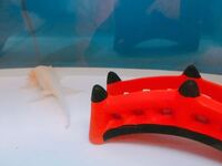 ウーパールーパーをエアレーション無し フィルターなしで飼われ Yahoo 知恵袋