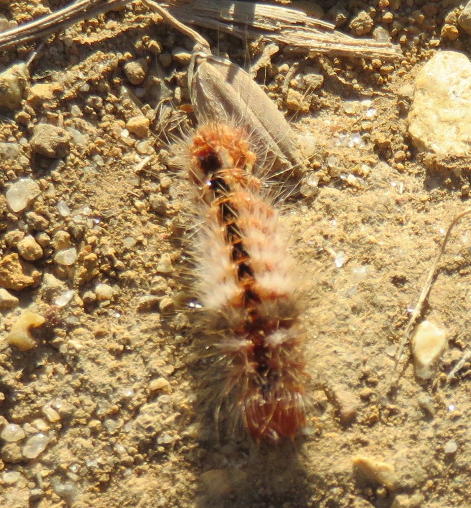 ブルーベリー 毛虫 に関するq A Yahoo 知恵袋