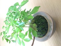 頂き物の観葉植物に葉焼け のようなものが出てきました 原因を調べたい Yahoo 知恵袋