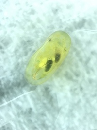 ミナミヌマエビはミジンコ以外の微生物 害虫にあたるものを食べてくれますか 例 Yahoo 知恵袋