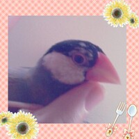 文鳥を飼ってる方が 突然 文鳥が噛むようになりました と質問 Yahoo 知恵袋