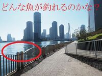 画像は 東京都中央区新川の隅田川でございます 新川周辺の隅田川で Yahoo 知恵袋