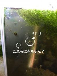 タニシの赤ちゃん メダカの水槽にうじゃうじゃある小さいツブ よ Yahoo 知恵袋