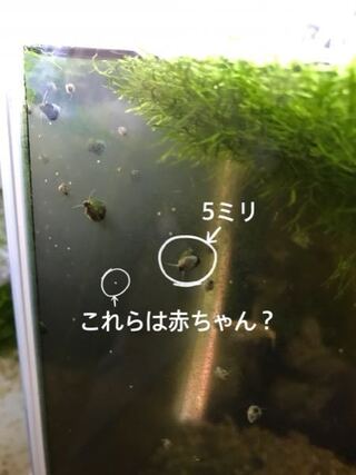 タニシの赤ちゃん メダカの水槽にうじゃうじゃある小さいツブ よ Yahoo 知恵袋