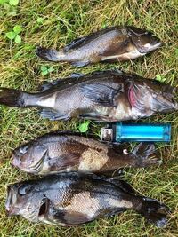 お魚釣り素人の私 キャンプに来て釣りをしてみました 標津の海で釣 Yahoo 知恵袋