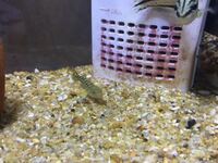 ドロメっていうハゼ科の魚っておいしいですか 食べたことのある方 回答よろし Yahoo 知恵袋