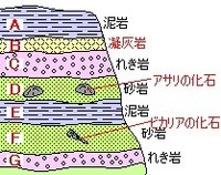 箱舟 形成の材となったגפר Gofer ゴフェル En Hapa Yahoo 知恵袋