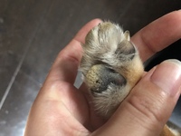 柴犬の肉球が画像のようにぶつぶつ黄色いのですが状態が良くないので肉球ク Yahoo 知恵袋