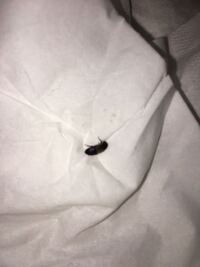 虫の触り方を教えて下さい虫が好きなのですが 触るとうっかりして殺してしまうor Yahoo 知恵袋