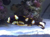 魚へんに魚と書いて何と読みますか 教えてください 魚魚読み方 せん です Yahoo 知恵袋