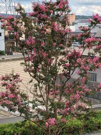 この濃いピンクの花が咲く木の名前を教えてください ちなみに 外国の拾い画像 Yahoo 知恵袋