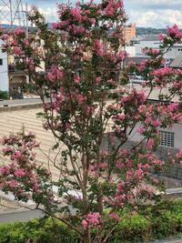 道路によく植えられてる木で 夏に赤や白 ピンクの花を咲かせる この木は何という Yahoo 知恵袋