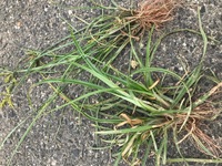 植物に詳しい方 教えてください 雑草のハマスゲ コウボシ が Yahoo 知恵袋