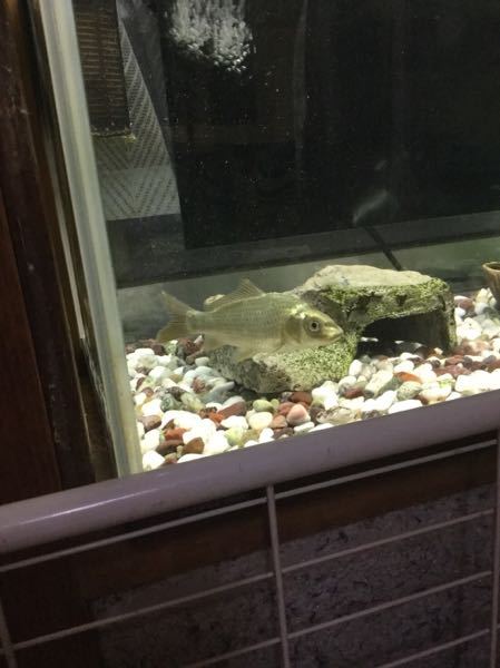 鯉 ヒゲ に関するq A Yahoo 知恵袋