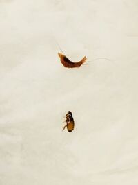 犬のノミについて 画像注意 本日退治したノミと一緒に 画像上側 Yahoo 知恵袋