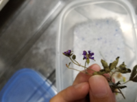 シリカゲルの乾燥剤を電子レンジで再生させるとき 加熱時間の目安っ Yahoo 知恵袋